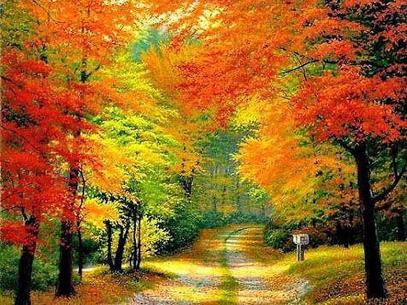 Autumn Walk Path Colors Autumn Trees Hd Wallpaper Peakpx