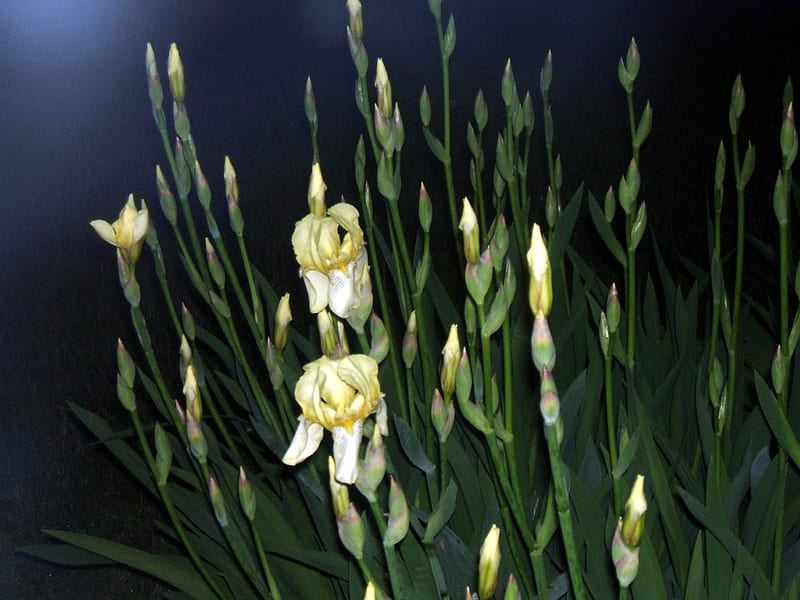 irises in the dark, green, flowers, yellow, spring, iris, HD wallpaper