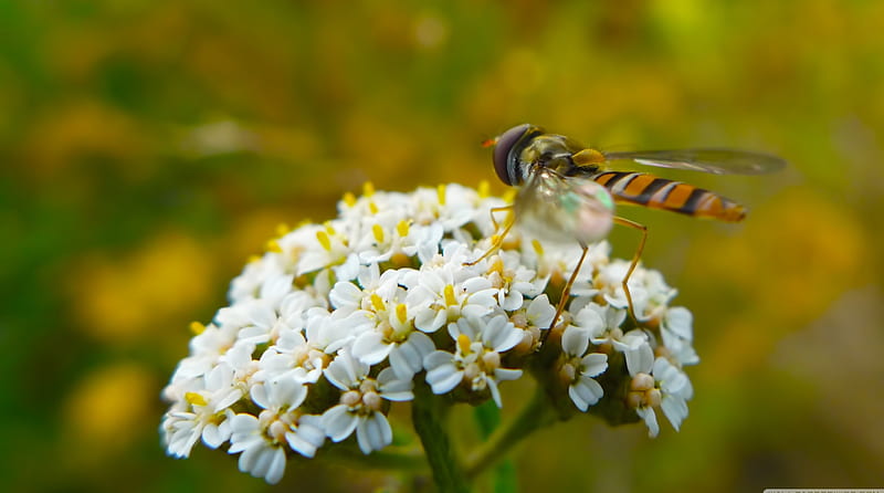 hoverfly on flowers, insect, flowers, white, hoverfly, HD wallpaper