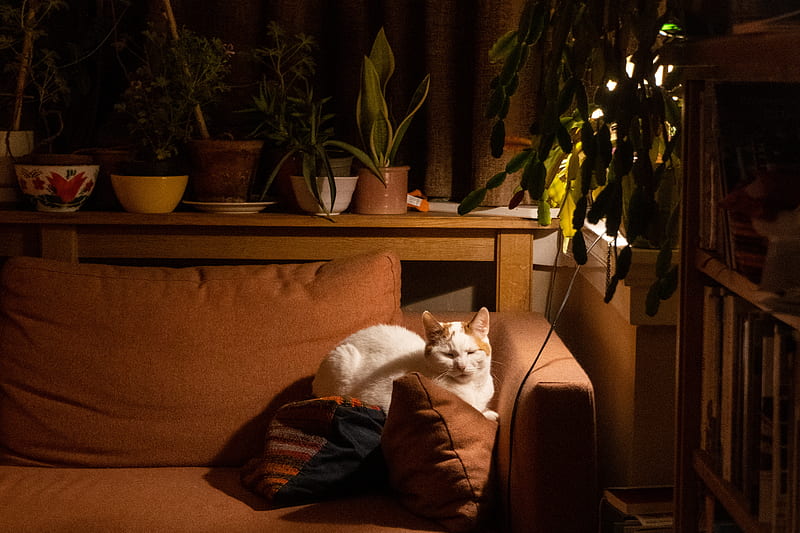cat, sofa, sleep, pet, animal, HD wallpaper