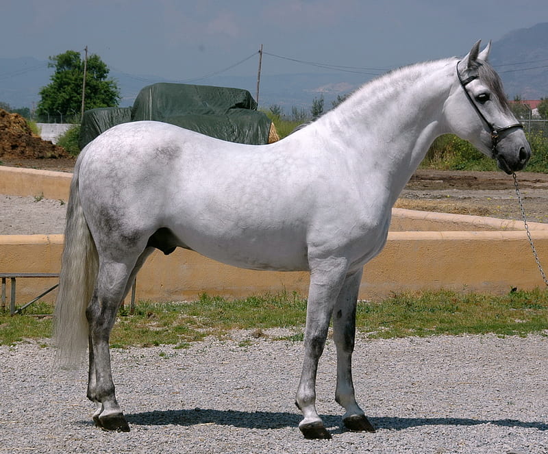 Grey Andalusian, gris, andalusian, animals, horses, spanish, HD wallpaper