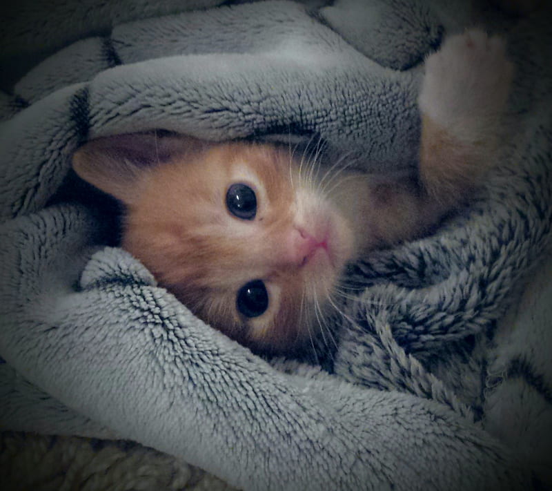 Cute Kitty Cat, love, sweet, HD wallpaper