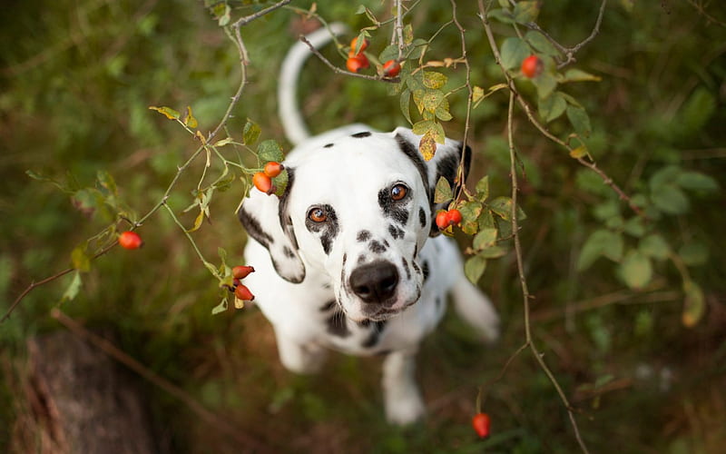 Dalmatian dog, fruit, red, spot, berry, white, dalmatian, dog, animal, HD wallpaper