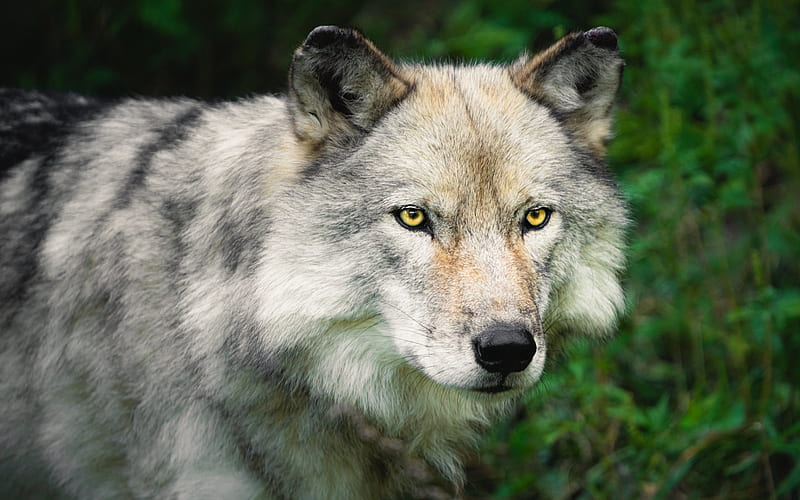 Wolf, predator, wildlife, wild animals, dangerous animals, wolves, HD  wallpaper | Peakpx