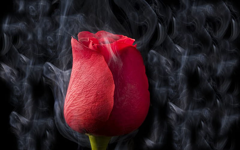smoked rose, flower, red, rose, smoke, HD wallpaper