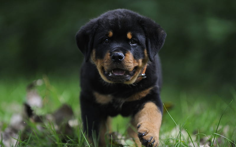 are rottweilers running dogs