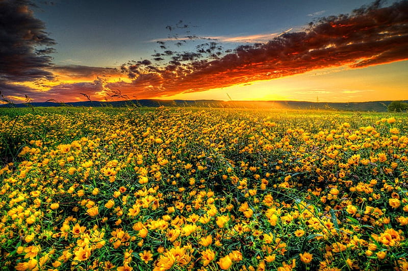 Sunrise meadow, pretty, glow, sun, grass, shine, yellow, bonito, sunset, clouds, sundown, nice, flowers, beauty, sunrise, lovely, sunlight, golden, delight, sky, rays, nature, meadow, field, HD wallpaper