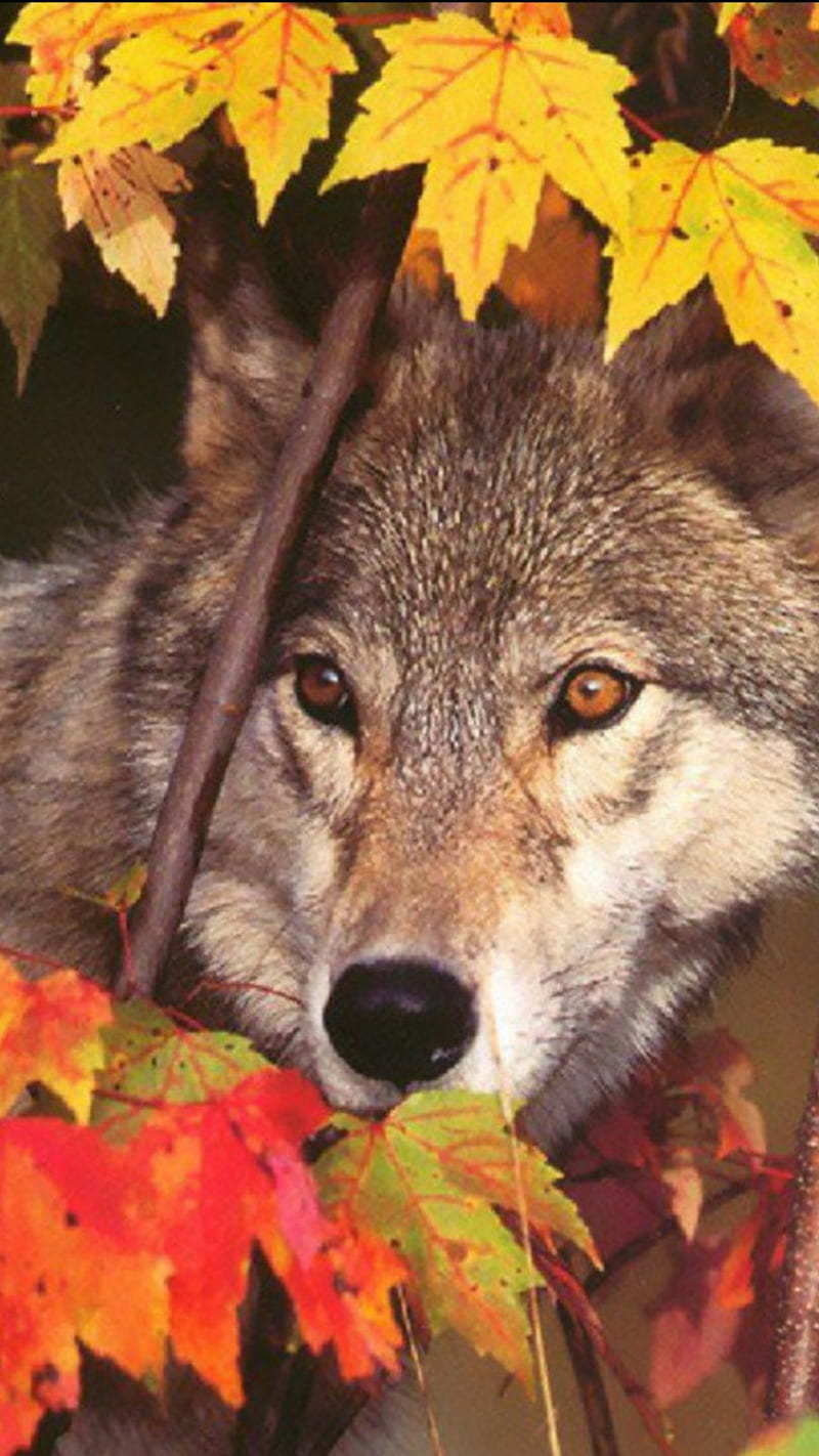 Fall Wolf, autumn, beauty, HD phone wallpaper
