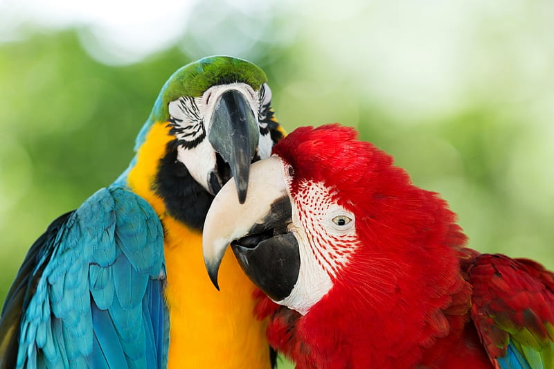 Kissing parrots, beak, birds, parrots, animals, HD wallpaper | Peakpx