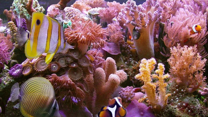 under the sea, reef, fish, beauty, coral, pink, HD wallpaper