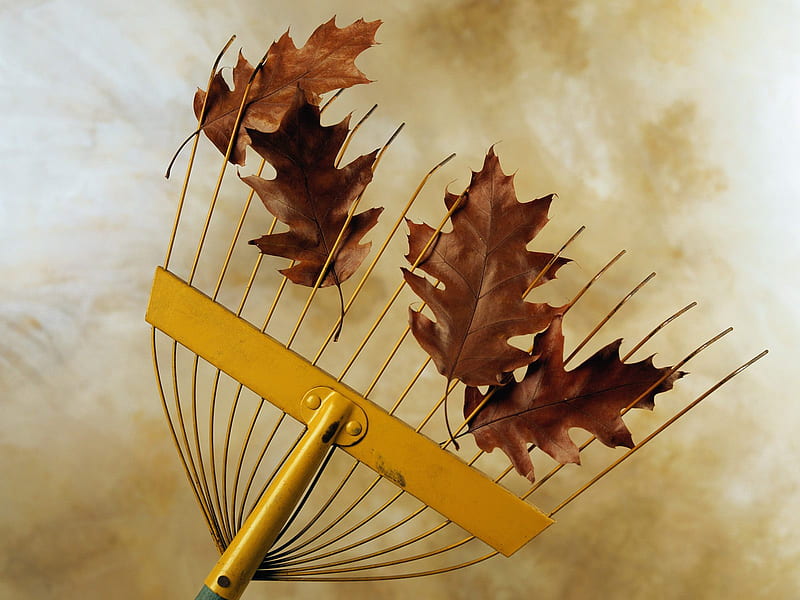Raking Leaves , autumn, brown leaves, leaves, raking leaves, rake, HD wallpaper
