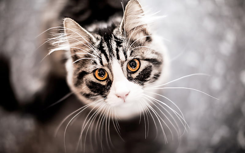 cat muzzle eyes mustache-Animal, HD wallpaper