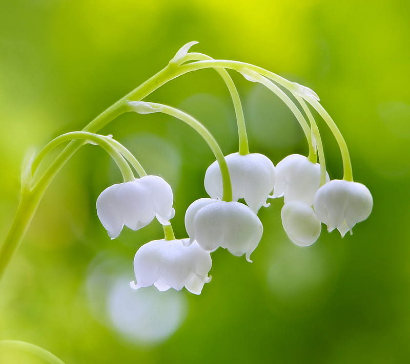 Lily Of The Vally, lily, spring, valley, HD wallpaper