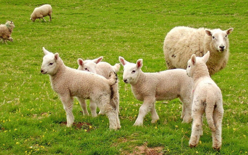 Flock Of Sheep, Baby, White, Field, Sheep, Flock, Animals, HD wallpaper
