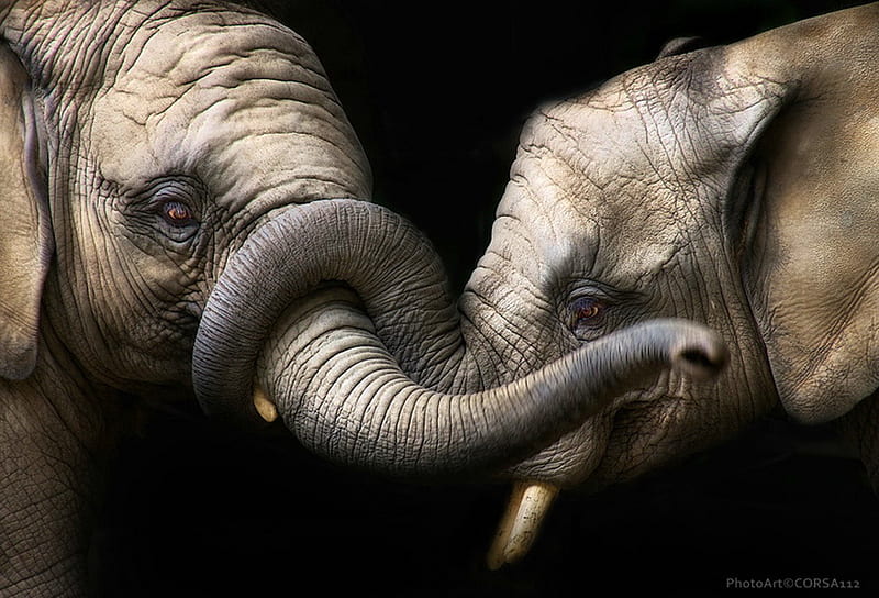Love big time , elephants, gris, affection, trunks, pair, HD wallpaper