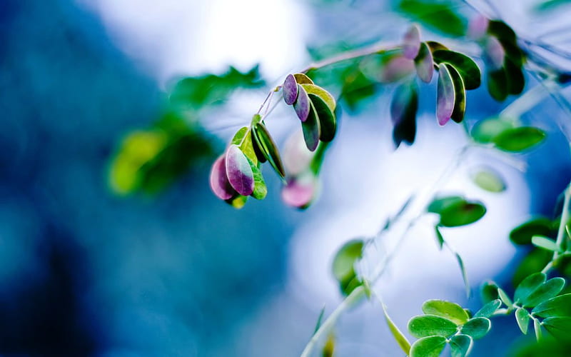 Spring Fever, colorful, spring, branch, plant, HD wallpaper