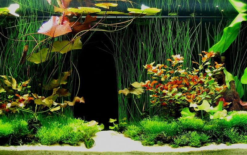 Sim Aquarium Live Fish Live Fish Aquarium 3D Underwater World, Aquarium,  aquarium, desktop Wallpaper, marine Biology png | PNGWing