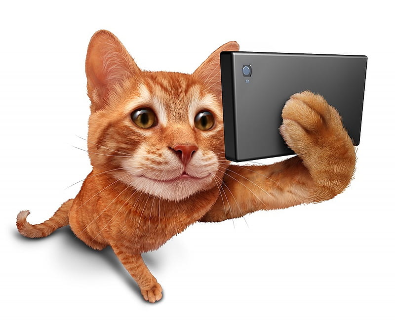 Selfie, orange, ginger, paw, cat, animal, phone, funny, kitten, pisica, HD wallpaper