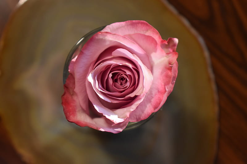 Pink rose in clear glass vase, HD wallpaper | Peakpx