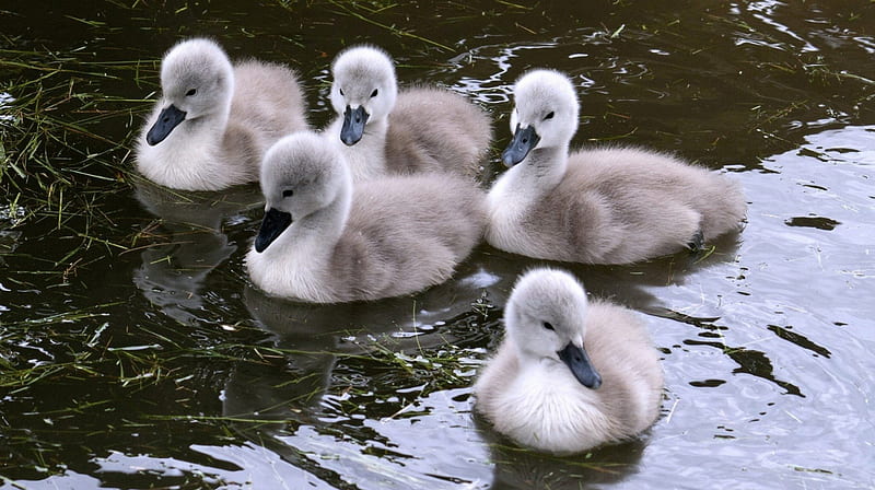 Beautiful Baby Swans, babies, water, swans, animals, HD wallpaper