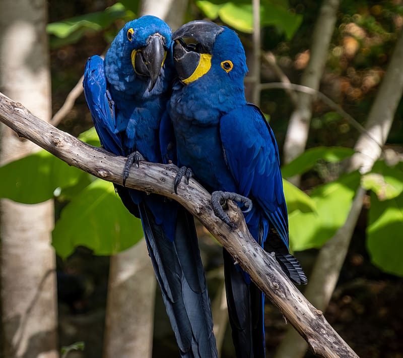 1920x1080px, 1080P free download | Macaws, animal, macaw, bird, parrot ...