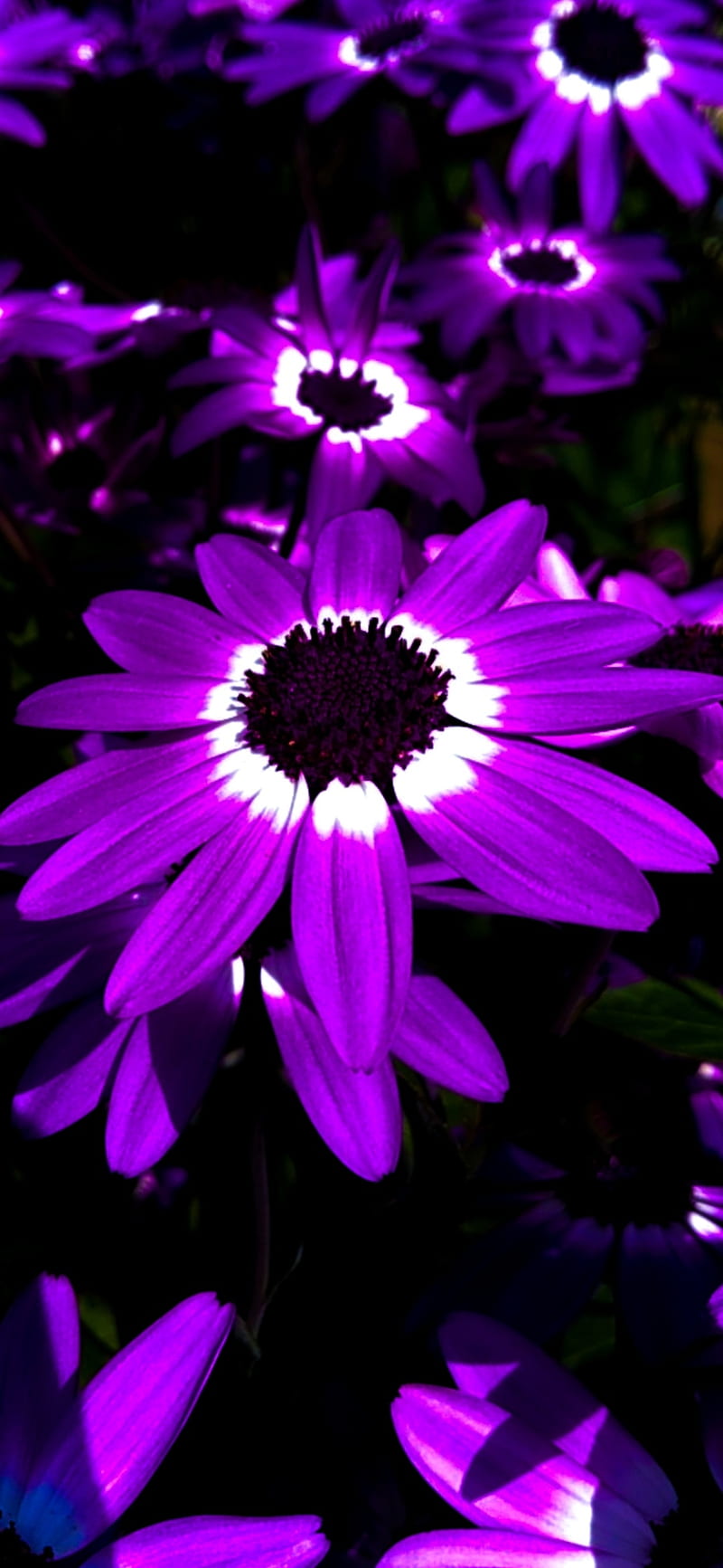 Purple flower, bright, flowers, neon, HD phone wallpaper