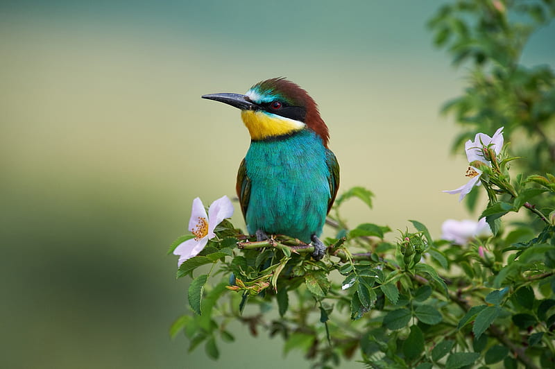 Bee-eater bird, green, bird, bee eater, yellow, flower, pasari, blue, HD wallpaper