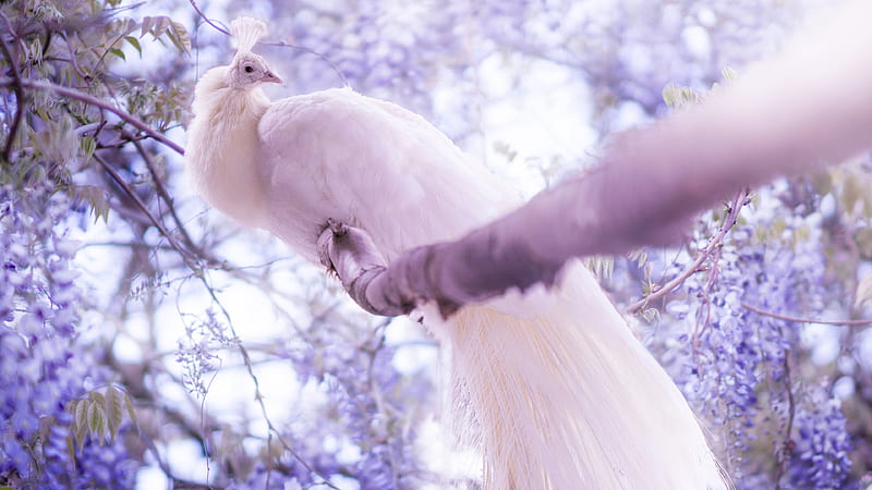 Beautiful White Peacock On Tree Branch In Blur Background Animals, HD wallpaper