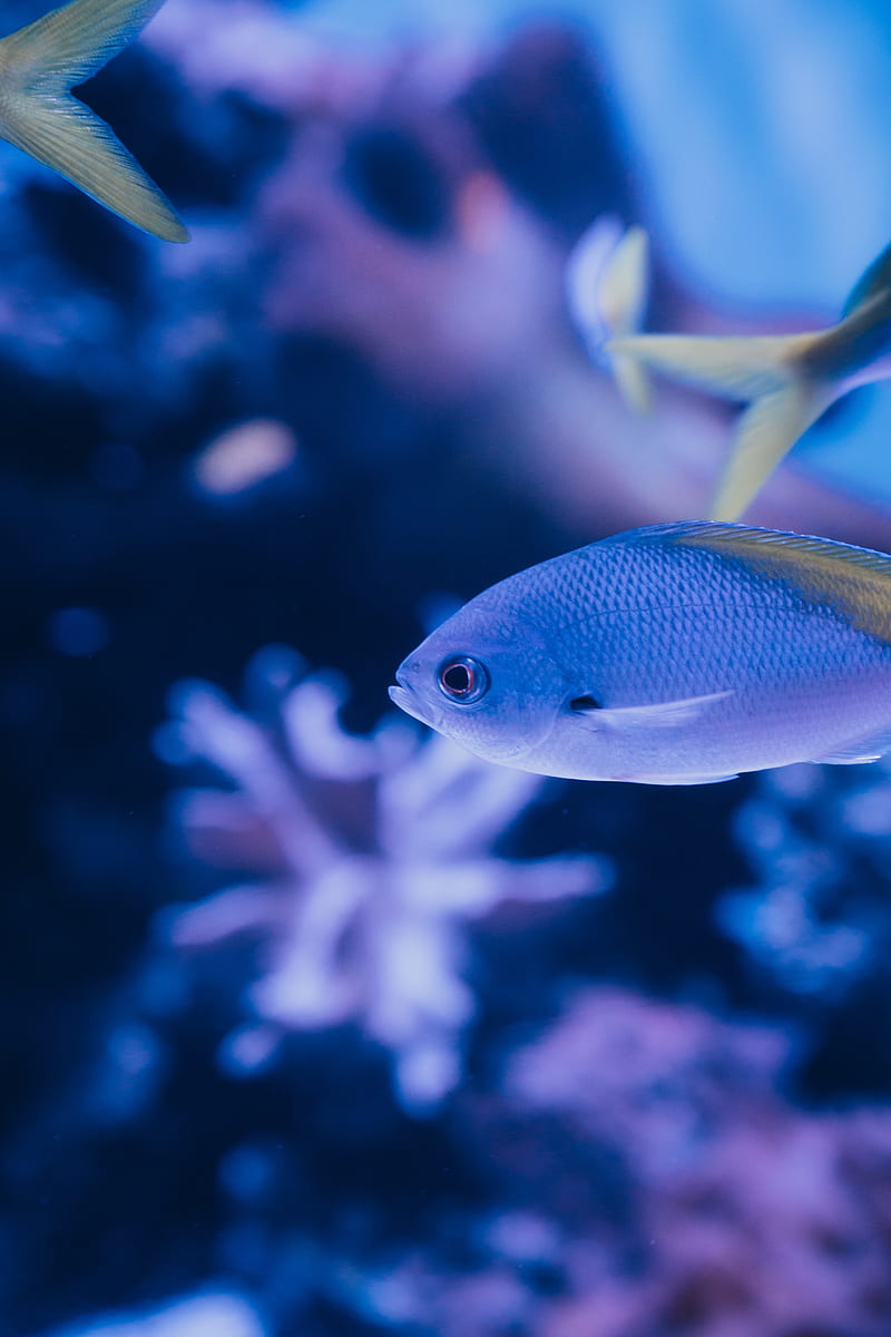 fish, scales, tail, underwater world, HD phone wallpaper