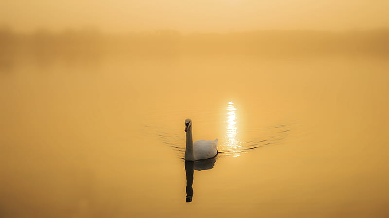 Swan On Yellow Water With Sun Reflection Birds, HD wallpaper
