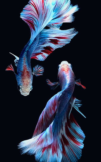 Aggregate more than 78 fish wallpaper best
