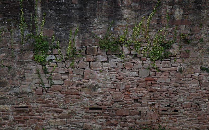 Wall, , Heidelberg Castle, HD wallpaper