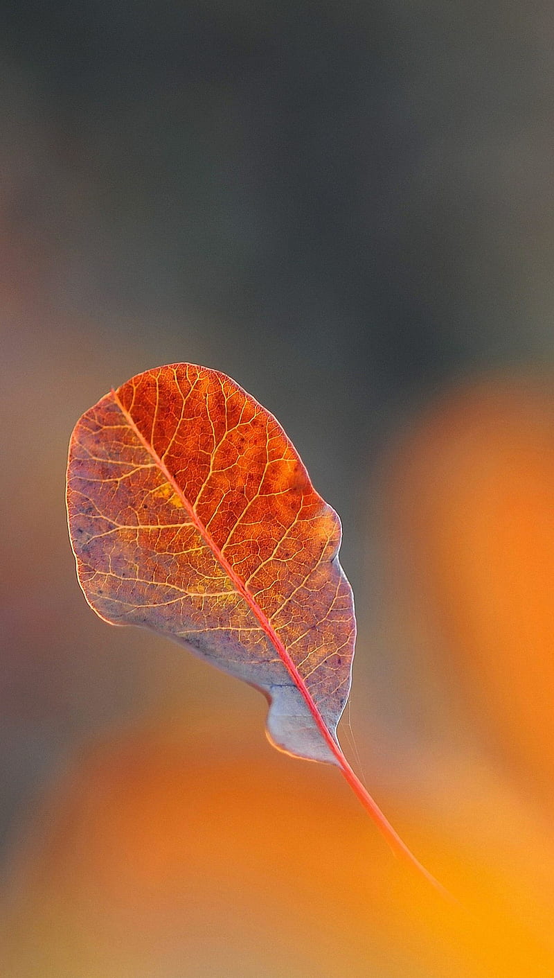 Autumn Leaf Down, autumn, brown, leaf, red, tree, HD phone wallpaper