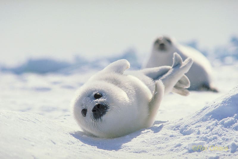 Seals, Animal, Seal, Harp Seal, HD wallpaper