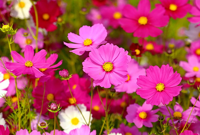 Cosmos flower, pink, pretty, field, cosmos, flowers, meadow, beautiful, carpet, summer, wildflowers, HD wallpaper