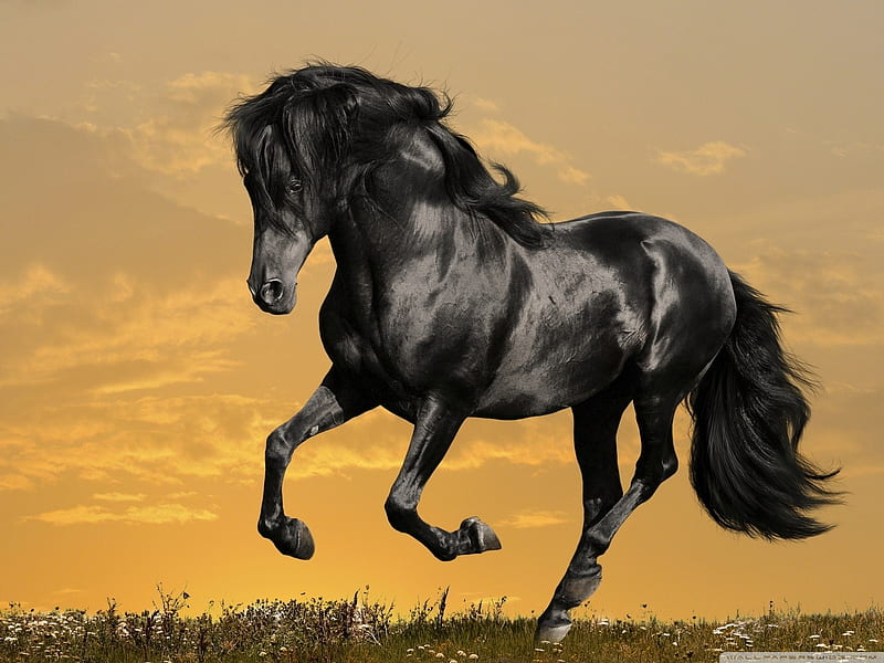 Black Horse Running Ultra Background for U TV : & UltraWide & Laptop : Tablet : Smartphone, Andalusian Horse, HD wallpaper