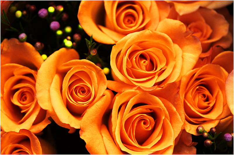 Intense firey colored Roses.., warmth, glowing, romance, passionate, HD wallpaper