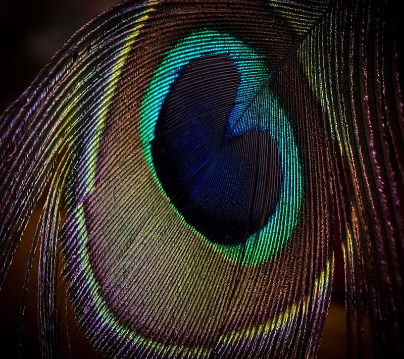 Feather Peacock, HD wallpaper | Peakpx