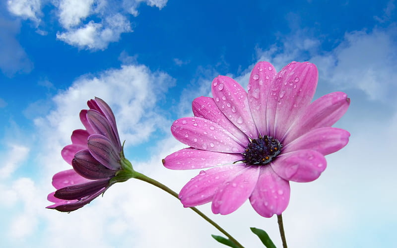 Lila gerber, lila, gerber, nube, flor, pétalo, margarita, Fondo de pantalla  HD | Peakpx