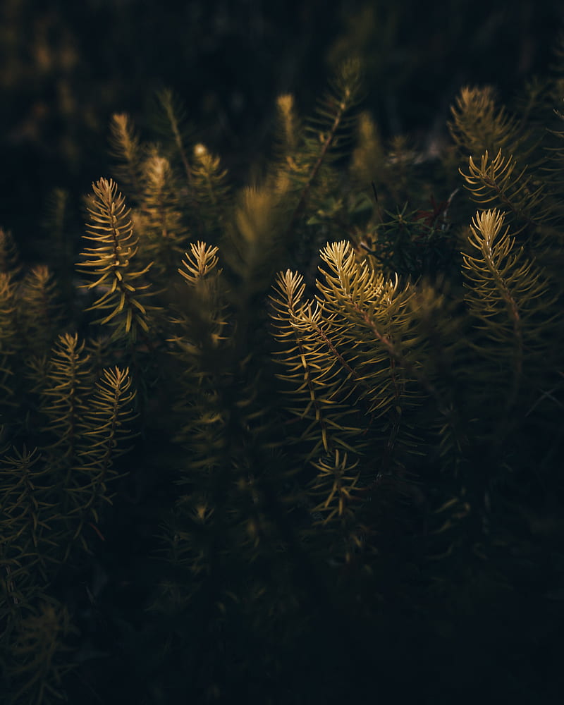 needles, branches, macro, tree, HD phone wallpaper