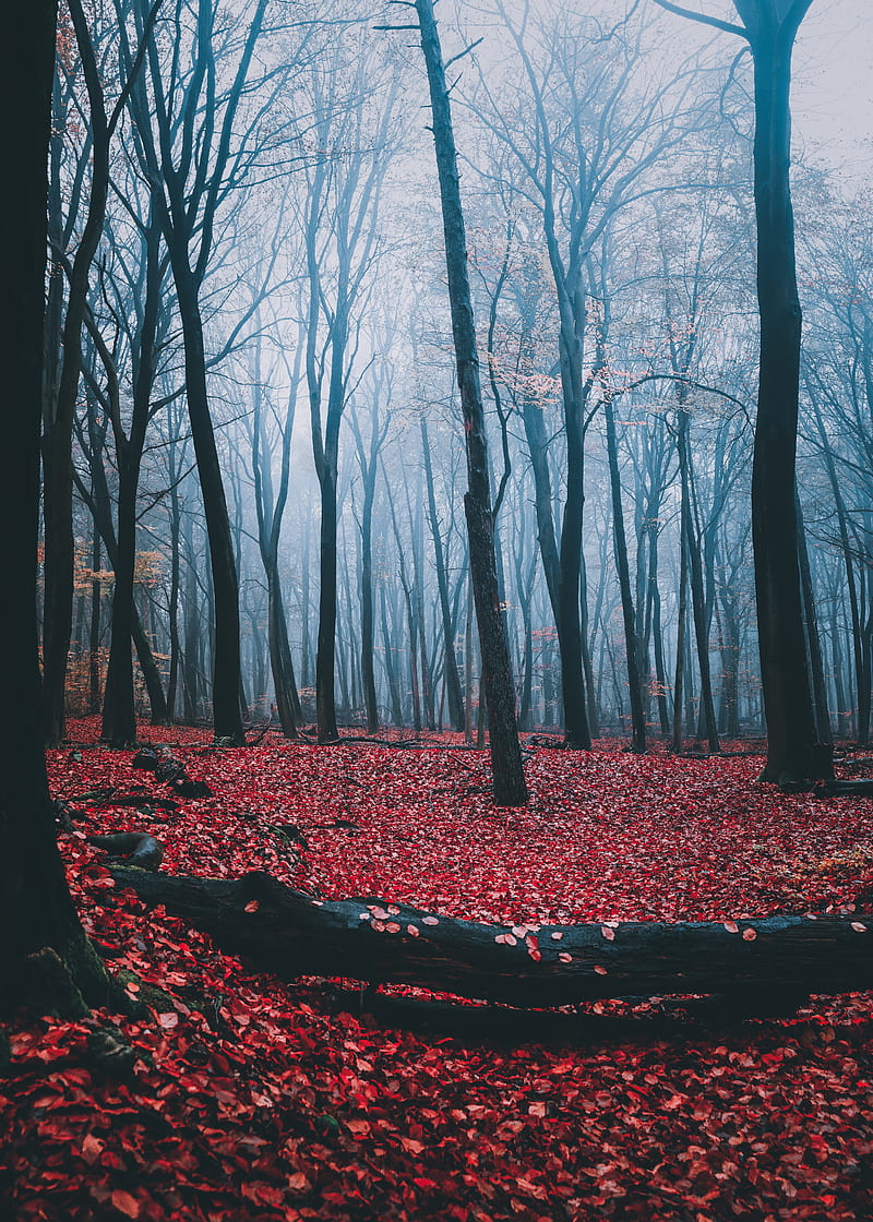 forest, fog, autumn, trees, leaves, HD phone wallpaper