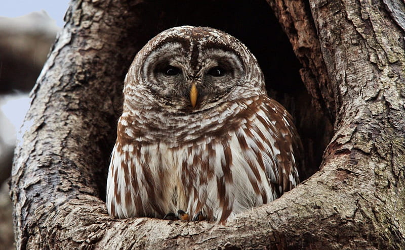 *** Owl in hollow tree ***, zwierzeta, dziupla, sowa, ptaki, HD wallpaper