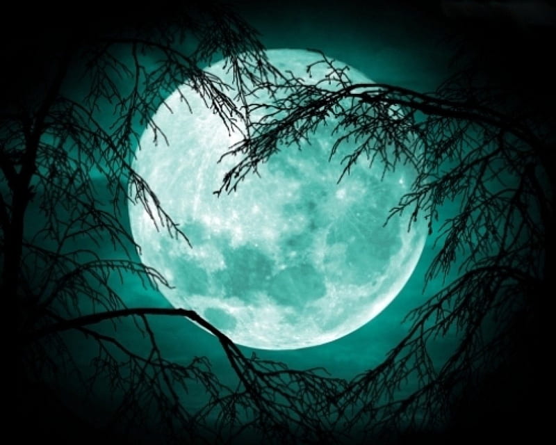 Full Moon, moon, big, full, trees, night, HD wallpaper | Peakpx
