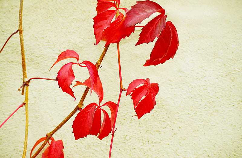 Red-leaved plant, HD wallpaper | Peakpx