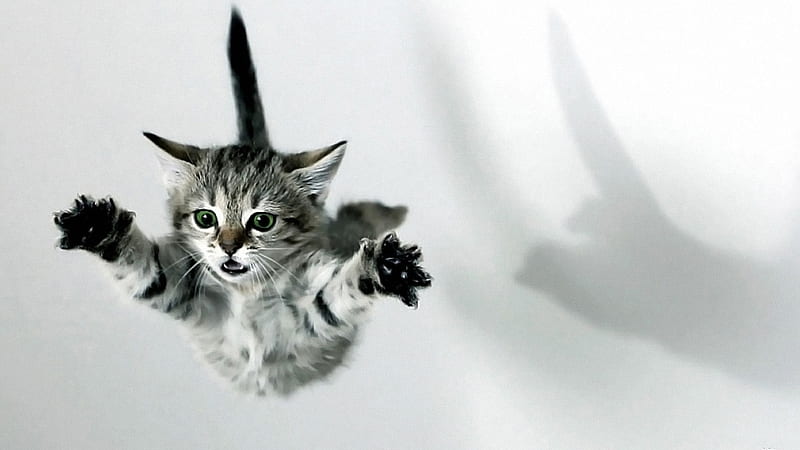 Funny Cat Kitten White Cat Tabby Kittens Jumping Funny Cat, HD wallpaper