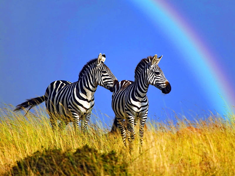 Zebras, cute, yellow, rainbow, zebra, couple, blue, HD wallpaper