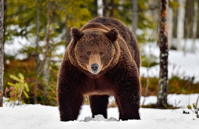 Bears, Bear, Muzzle, Snow, Winter, HD wallpaper