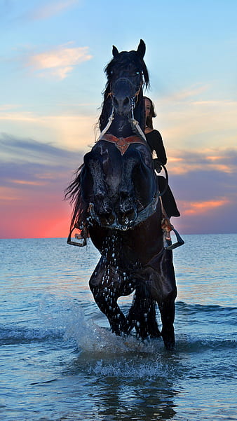 HD-wallpaper-black-horse-water-thumbnail.jpg