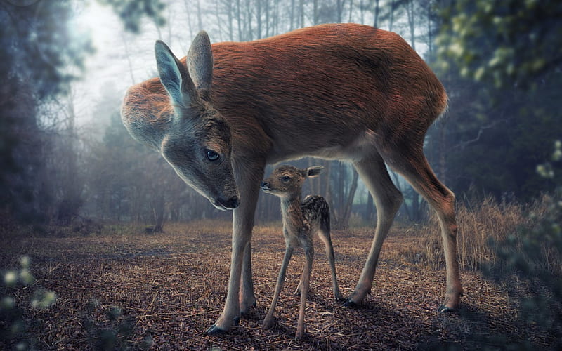 Bambi, cute, mother, baby, animal, deer, HD wallpaper | Peakpx