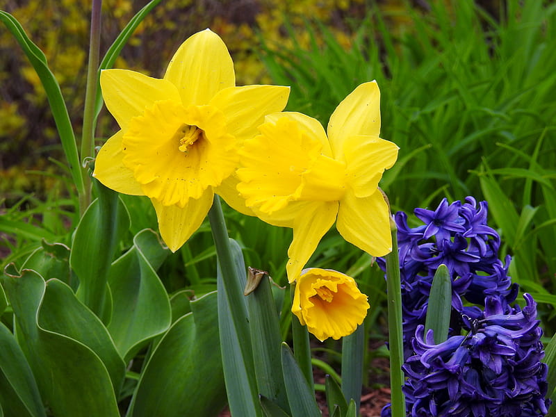 Flores de primavera, naturaleza, narcisos, jacinto, flores, primavera,  grafía, Fondo de pantalla HD | Peakpx